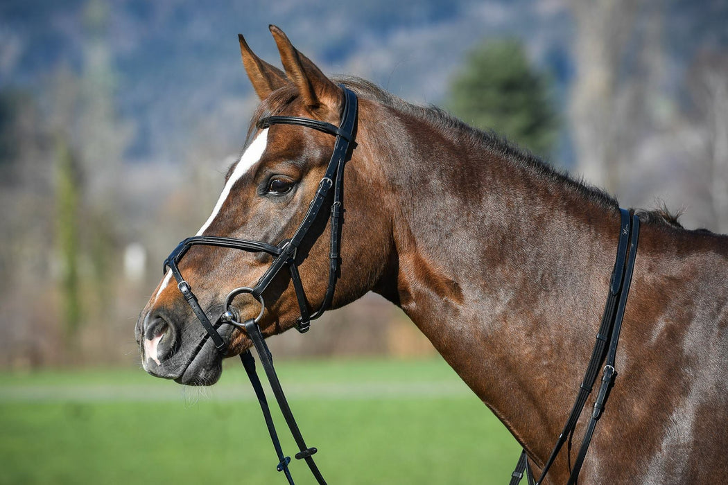 Amerigo Vespucci Grackle Bridle