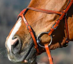 Grackle noseband deals
